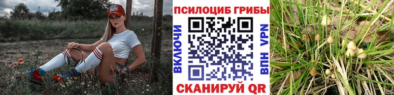 Галлюциногенные грибы прущие грибы  Купить  Красково 